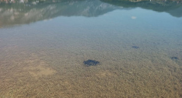 Ramsko jezero cverglan