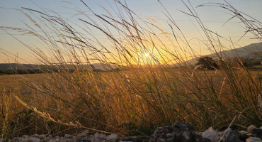 Sunce sunčano vremenska prognoza polje žito