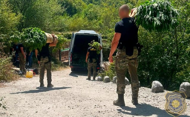 Detalji akcije kod Mostara: Na 12 plantaža pronađeno 1.679 stabljika kanabisa