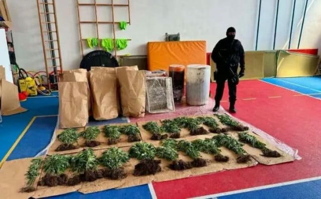 Velika zapljena u BiH: Otkrivena plantaža marihuane i više od 240 grama kokaina