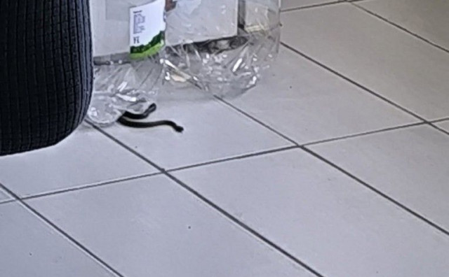 Poskok ušao u kuću dok su unutra bila djeca