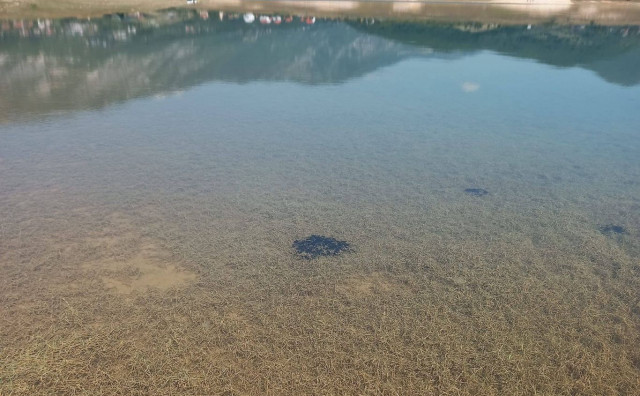 Invazivna vrsta ugrožava Ramsko jezero, ribolovci pozvani u akciju