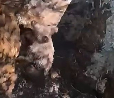 Lovci iz Mostara spasili medvjedića iz duboke jame