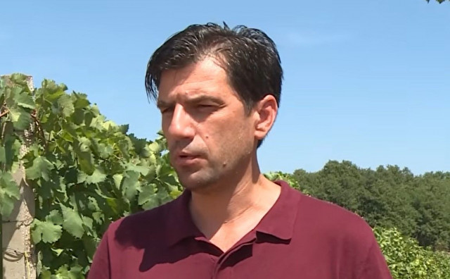 Vinogradari u Hercegovini mijenjaju način proizvodnje