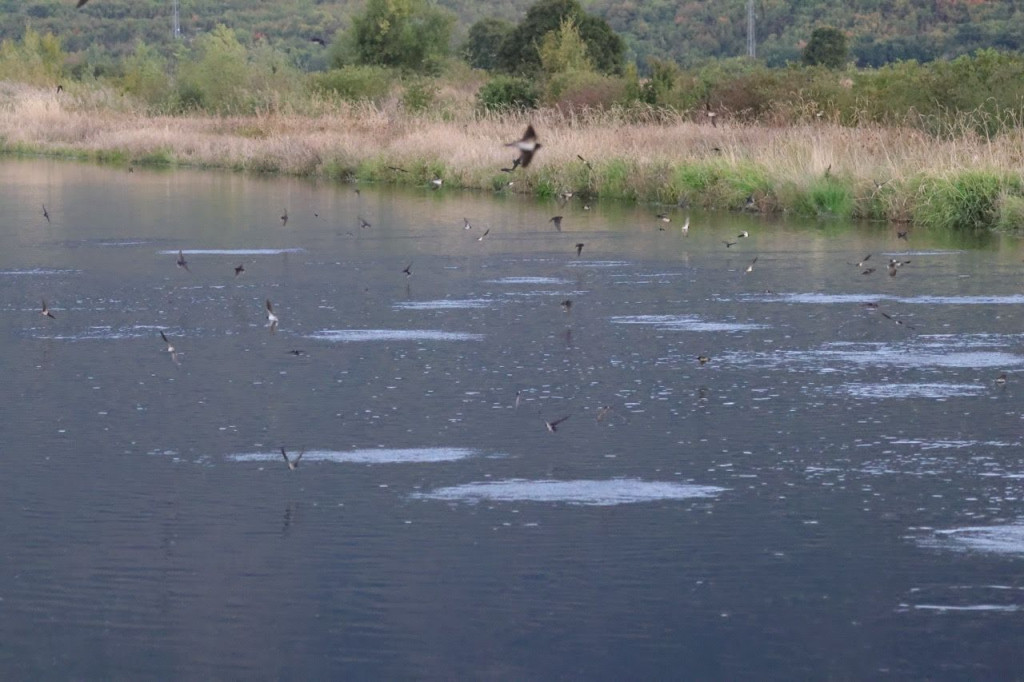 Ptice Livanjsko polje