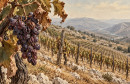 Ljeto koje je spržilo europske vinograde i nanijelo opasan udarac ekonomiji: Je li Hercegovina spremna?