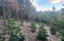 Plantaža marihuane kod Konjica
