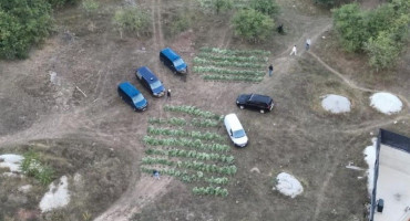 Plantaža marihuane kod Konjica