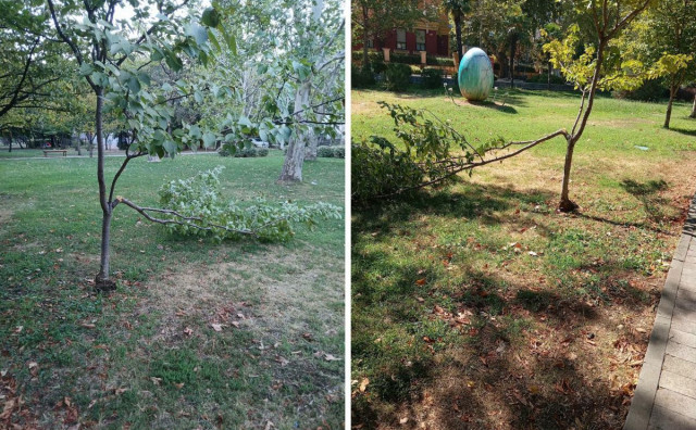 Vandali ponovno udarili na park Zrinjevac: Polomljena stabla mlade trešnje