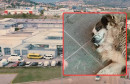 Mostar: Policiji prijavljeno da je vozač Golfa namjerno pregazio psa lutalicu