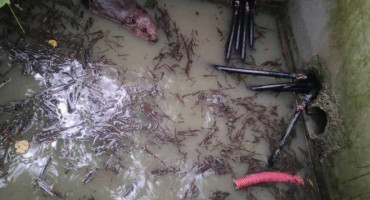 Dabar je oštetio podzemne kabele ispod autoceste Banja Luka – Doboj. Bez struje je ostalo oko 1.600 korisnika na području Prnjavora i Stanara.