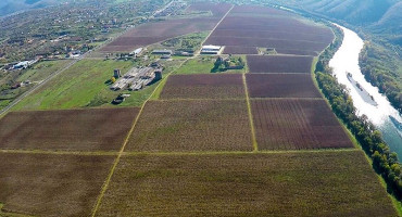 revita plant
