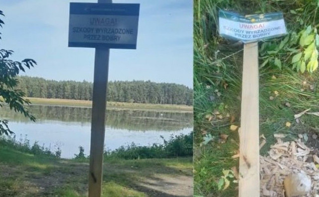 Dabrovi Poljska
