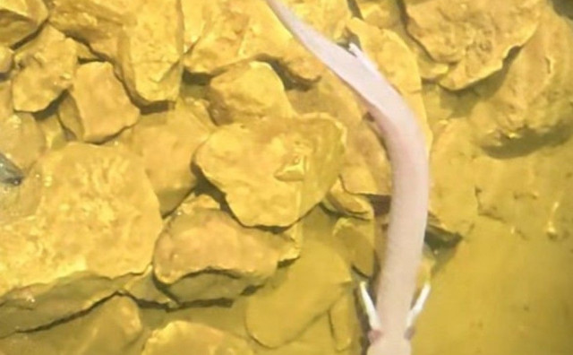 jama Golubinka čovječja ribica