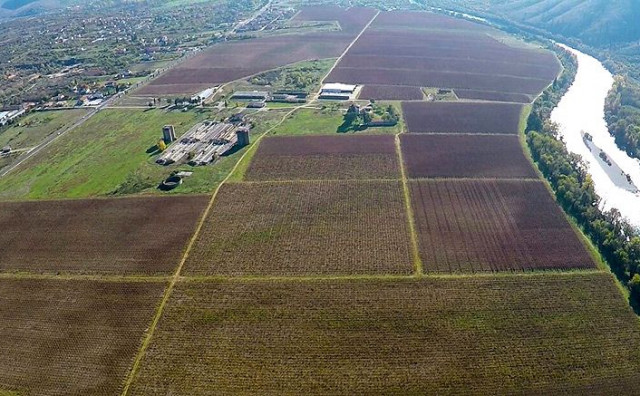 revita plant